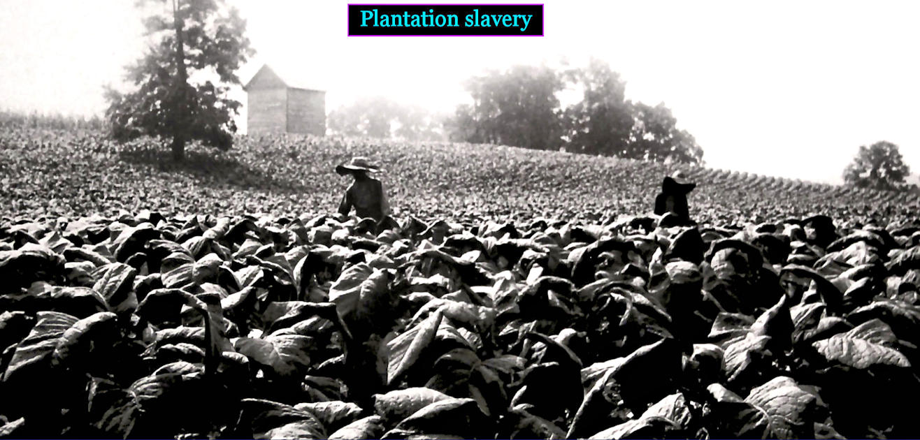 Tobacco plantations, 1800